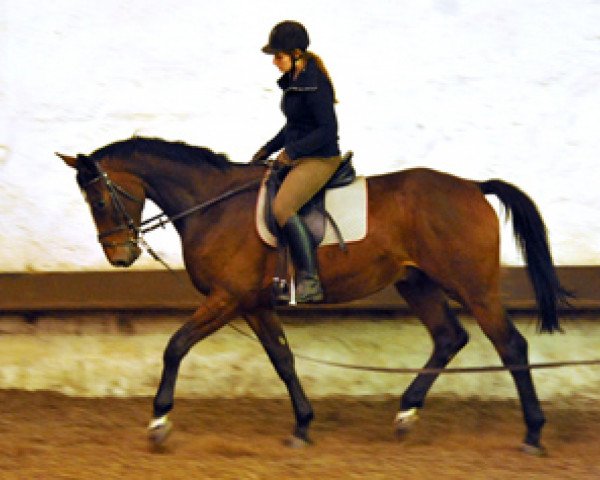 horse Karalino (Trakehner, 2010, from Summertime)