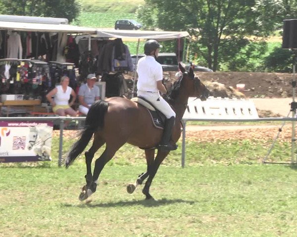 Reitturnier Herrenberg-Gültstein 2017