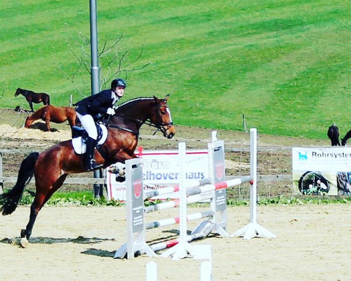 jumper L'amie H (Westphalian, 2010, from Ludwig von Bayern 168 FIN)