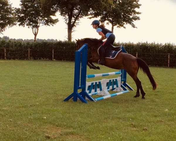 dressage horse Bianca 395 (German Riding Pony, 2003)