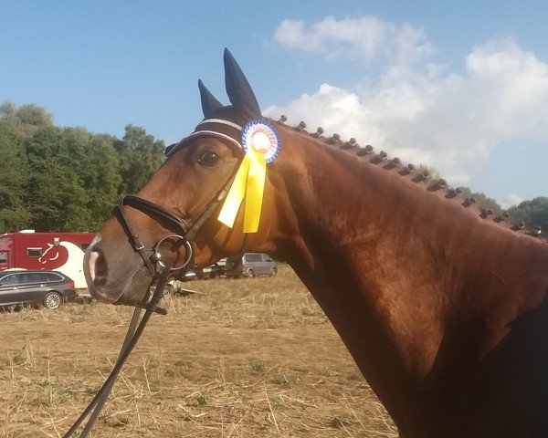 dressage horse Diamant Rouge H (Hanoverian, 2014, from Dr. Watson)