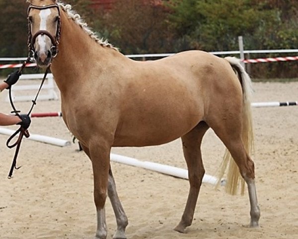 broodmare Lupolina (German Riding Pony, 2011, from Jonker's Socrates)
