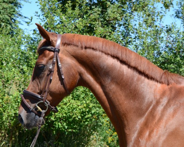 jumper Corny 15 (Oldenburg, 2014, from Chlodwig)
