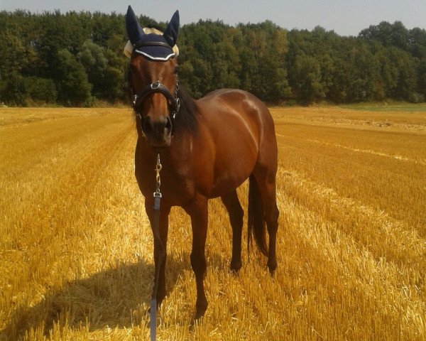 broodmare Tutti i colori (Thoroughbred, 2008, from Le Vie Dei Colori xx)
