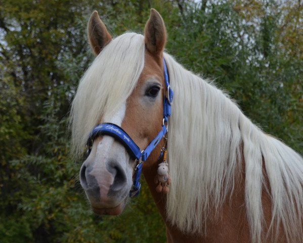 horse Janka 69 (Haflinger, 2000)