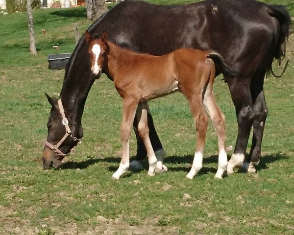 jumper Mantendro G (German Sport Horse, 2019, from Manchester van't Paradijs)