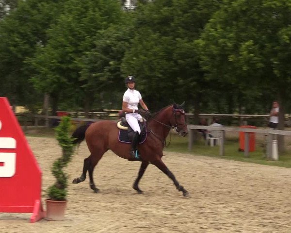 Reitturnier Münster-Roxel 2017