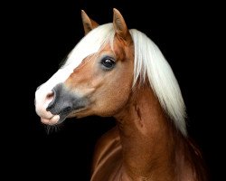 stallion Sandros (Haflinger, 2002, from Sandor (6,25% ox))