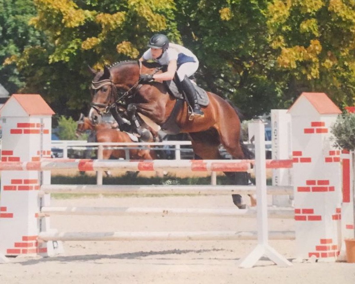 Jumper Pepita M (Hanoverian, 2012, from Perigueux)