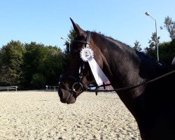 dressage horse Rock for Glory 3 (Westphalian, 2014, from Rock Forever NRW)