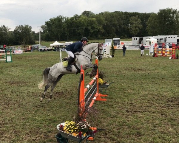 jumper Countino (Oldenburg, 2011, from Cosido)