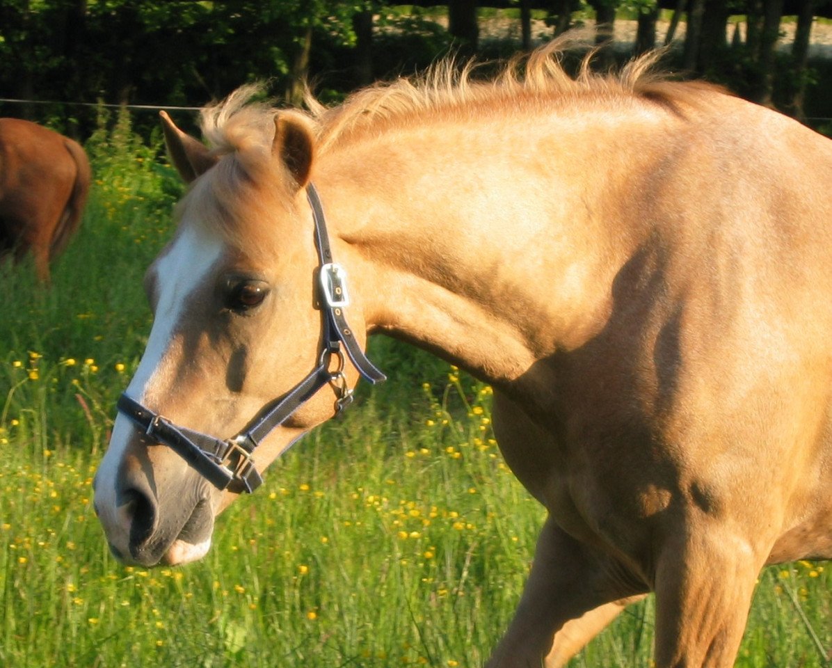 horse Nero (Haflinger, 1989, from Nivio)