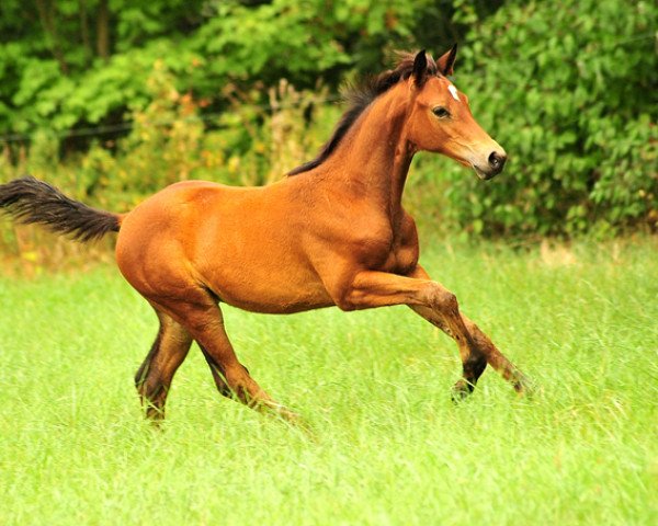 horse Klassic Moment (Trakehner, 2018, from His Moment)