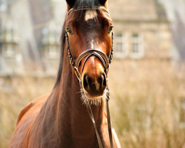horse Klassic Summer (Trakehner, 2015, from Summertime)