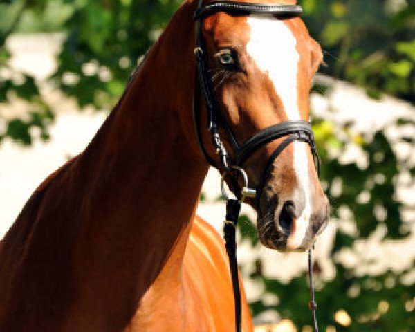 broodmare Klassic Blue (Trakehner, 2011, from Singolo)