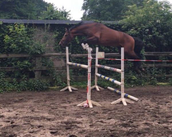 horse Cartouch (Oldenburg show jumper, 2014, from Canterbury)