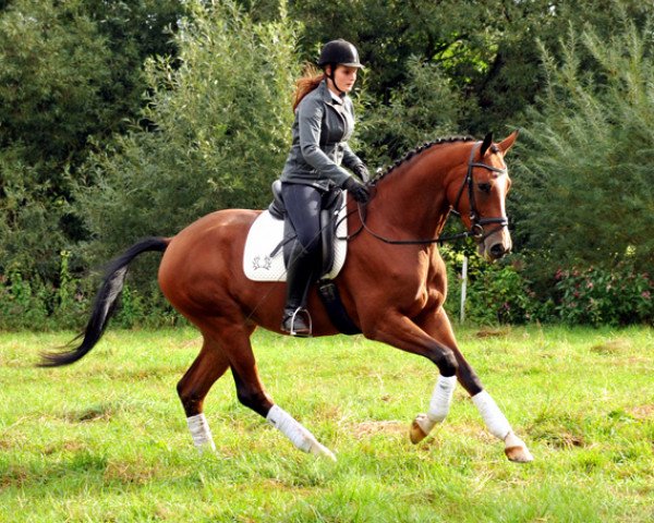 horse Klassic Arts Dyri (Trakehner, 2010, from Summertime)