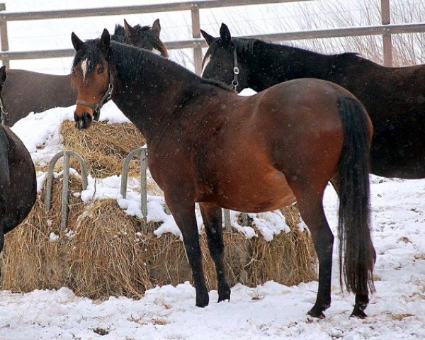 broodmare Katniss Everdeen (Trakehner, 2012, from Saint Cyr)
