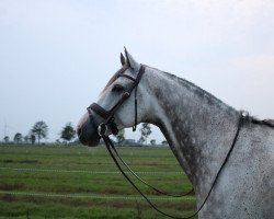 jumper Lord Pico (Holsteiner, 2010, from Larimar)