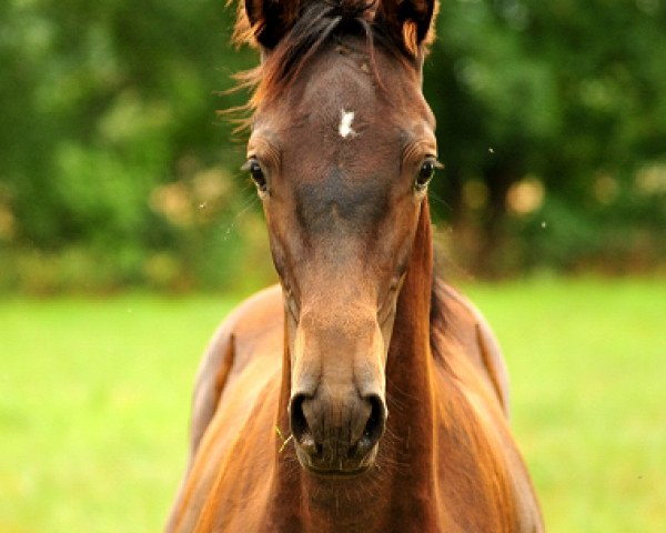 Pferd Kaisersonne (Trakehner, 2018, von Saint Cyr)