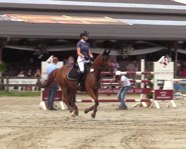 Reitturnier Münster-Roxel 2017