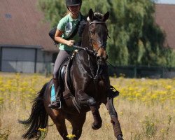 jumper Zarissa (KWPN (Royal Dutch Sporthorse), 2004, from Hemmingway)