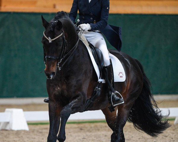 stallion Favoloso L (Oldenburg, 2010, from Fürst Romancier)