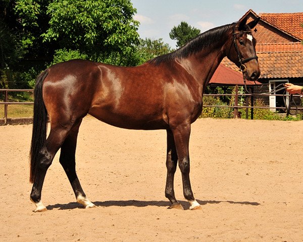 horse Kaiserherz (Trakehner, 2015, from Kostolany)