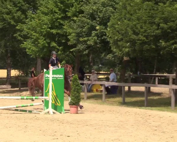 Reitturnier Münster-Roxel 2017