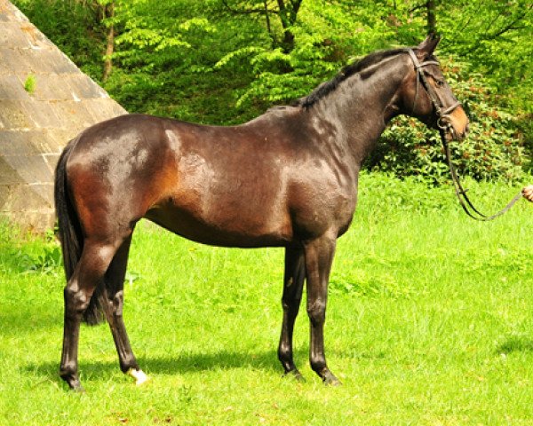 horse Kaisermelodie (Trakehner, 2014, from Enrico Caruso)