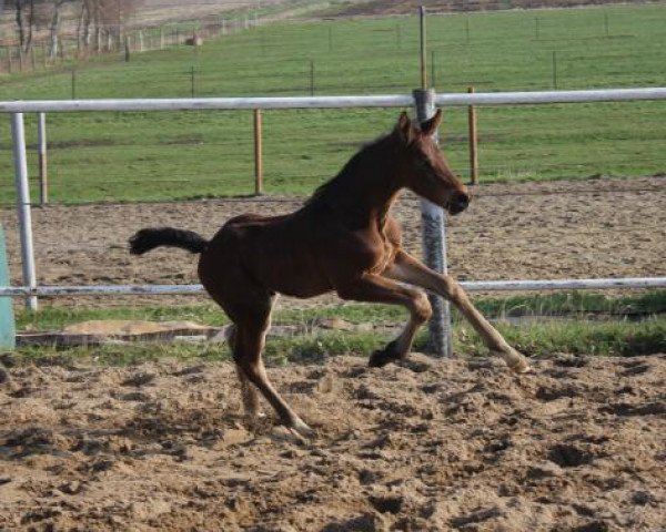 stallion Cinzano Gold (Hanoverian, 2019, from Comme il Faut)