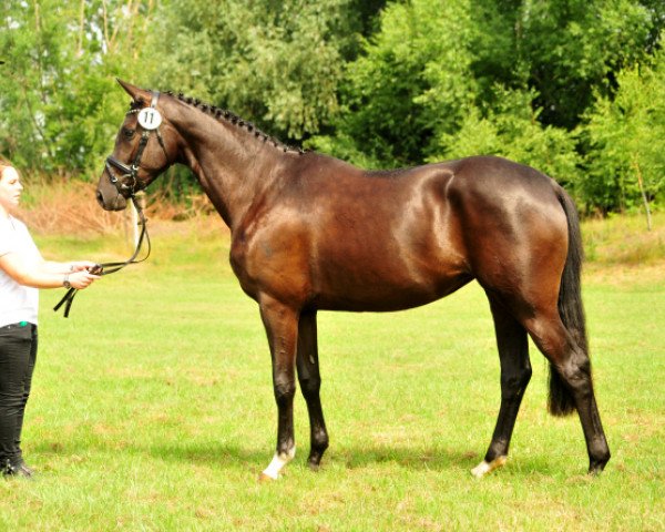 dressage horse Gacyria (Trakehner, 2015, from Saint Cyr)
