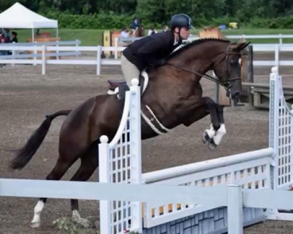 horse Guardiola (Trakehner, 2014, from Saint Cyr)