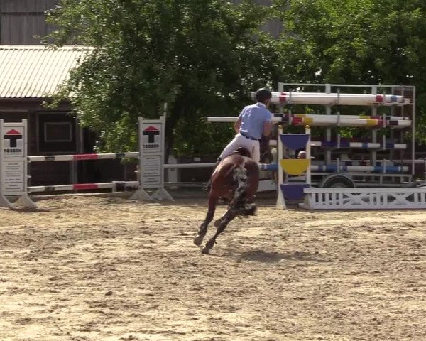 Reitturnier Haren 2017
