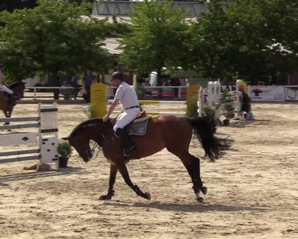 Reitturnier Haren 2017