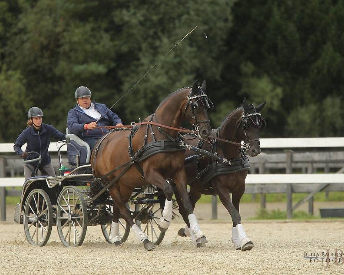 horse Geraldinio (Trakehner, 2009, from Summertime)