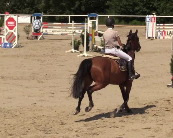 Reitturnier Haren 2017