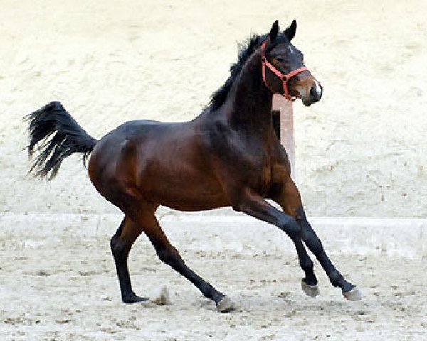 horse Giuseppe (Trakehner, 2008, from Summertime)
