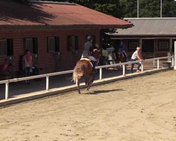 Reitturnier Haren 2017