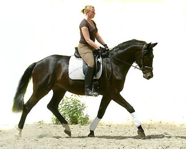 Dressurpferd George Clooney 5 (Trakehner, 2005, von Summertime)