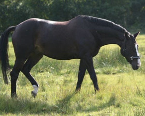 horse Golany 4 (Trakehner, 2004, from Summertime)