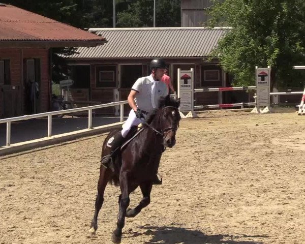 Reitturnier Haren 2017