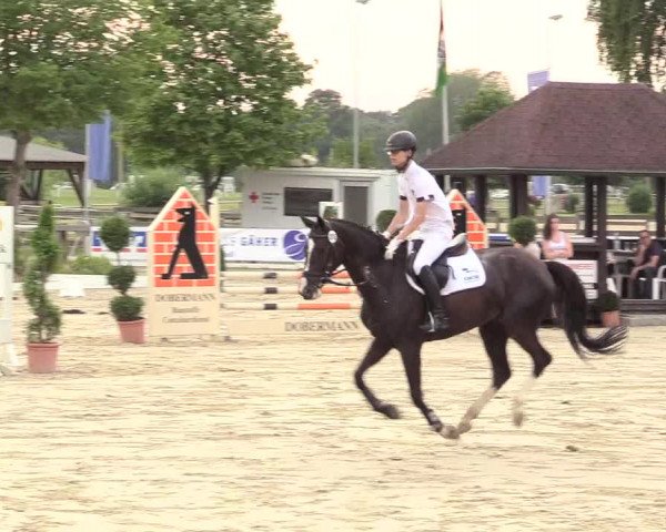 Reitturnier Münster-Roxel 2017