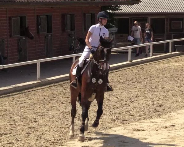 Reitturnier Haren 2017