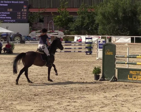 Reitturnier Haren 2017