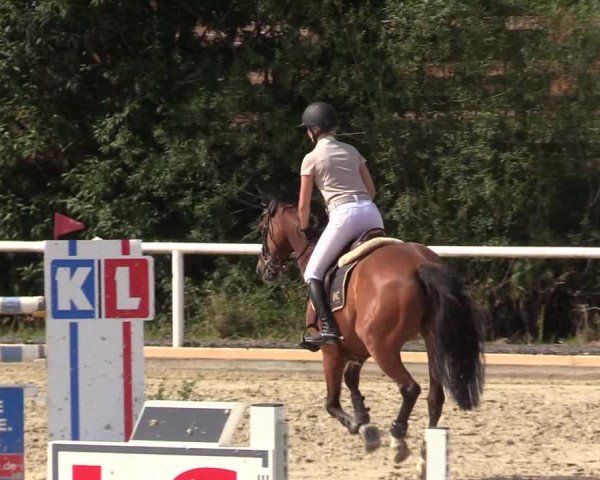 Reitturnier Haren 2017