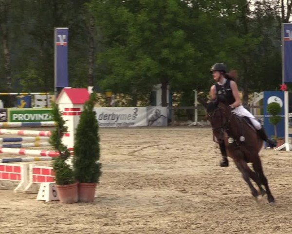 Reitturnier Münster-Roxel 2017