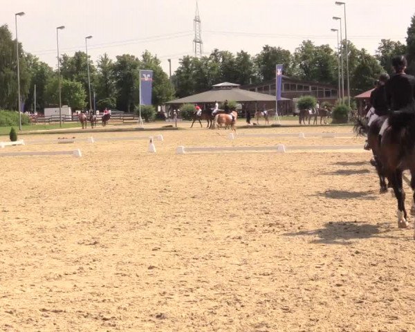 Reitturnier Münster-Roxel 2017