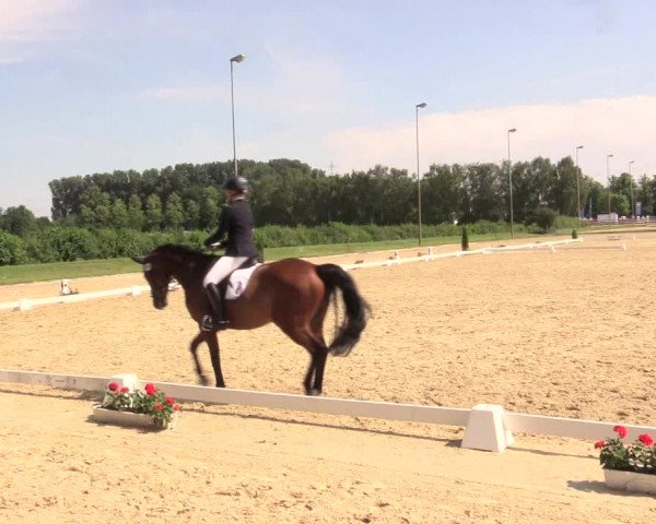 Reitturnier Münster-Roxel 2017