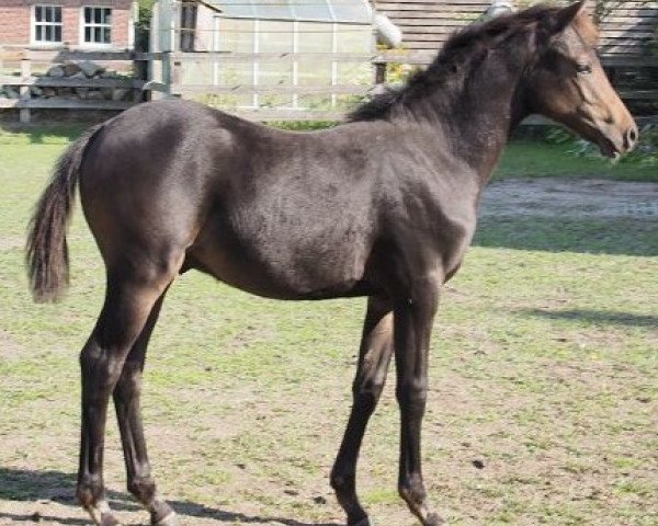 Pferd Daily Dante (Westfale, 2018, von D-Power AT)
